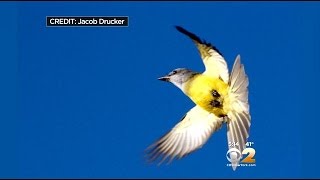 Rare Find Has New York Bird-Watching Community Chirping With Excitement