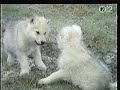 Paul Winter - Wolf Eyes