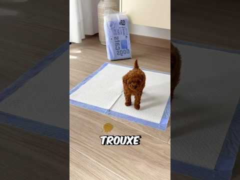 O Filhote Não Fazia CERTO! #curiosidades #incrível #cachorro
