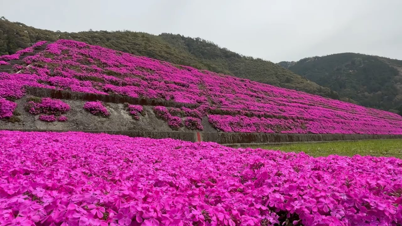 2026/04/06　超超超超超絶景です！　山あいを彩る中津川のシバザクラ　〜高知県四万十町〜
