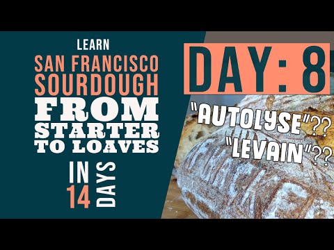San Francisco Sourdough Bread Series: Day 8 - The Levain and Autolyse Phases
