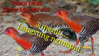 Download lagu Suara pikat Burung Sintar Merah/Api josss👍 Suara jernih...#burungsintar mp3 Download lagu Suara pikat Burung Sintar Merah/Api josss👍 Suara jernih...#burungsintar mp3