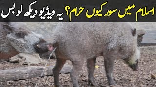 Why Pork Meat Is Haram In Islam | This Is Why Ham is Haram In Islam | Lifeline Studio