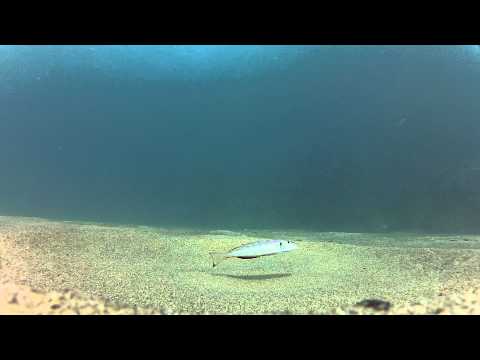 Immersione nel lago Tanganica : Xenotilapia melanogenys