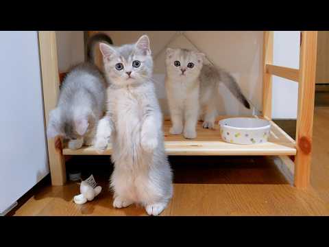 YouTube 썸네일