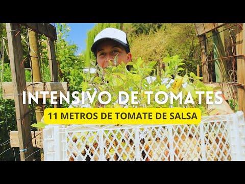, title : '🍅🔥 11 metros de Tomates para salsa * Intensivo de Tomates! #abonoverde #manejodesuelo #tomates'