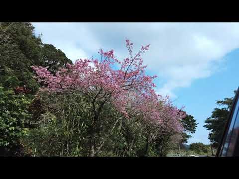 【空撮】奄美大島の桜の名所 龍郷町秋名のヒカンザクラ並木