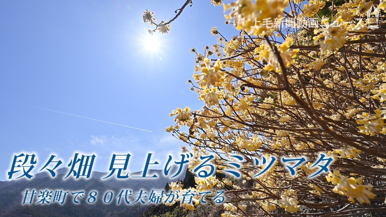 細く急な山道を抜けると…80代夫婦が育てたミツマタの花が見頃　群馬・甘楽町