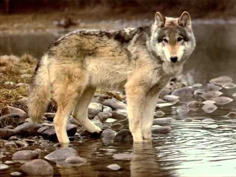 AMAWA'S - Love Mountain