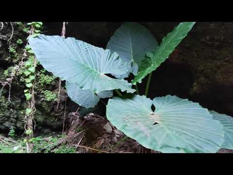 The Bright Side: Stay Homas & OQUES GRASSES (Barranco de San Jerónimo)