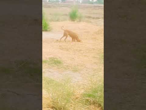 dog 🐶🐕🐶🐕 🤣🤣🤣