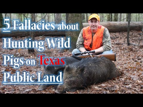 5 Untruths about Hunting Wild Pigs on Texas Public Land