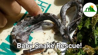 Baby Black Rat Snake Rescue! (How to remove a snake from a glue trap)