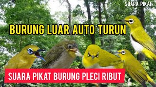 Download lagu SUARA PIKAT BURUNG PLECI RIBUT, AMPUH BIKIN PLECI LIAR AUTO TURUN mp3 Download lagu SUARA PIKAT BURUNG PLECI RIBUT, AMPUH BIKIN PLECI LIAR AUTO TURUN mp3