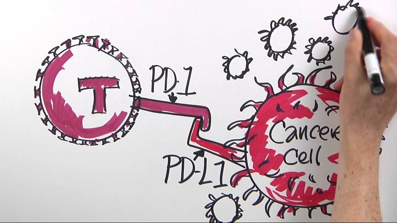 How is Immunotherapy Used to Fight Cancer? | Dana-Farber Cancer Institute | Science Illustrated