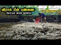 சிமெண்ட் தொட்டியில் விரால் மீன் வளர்