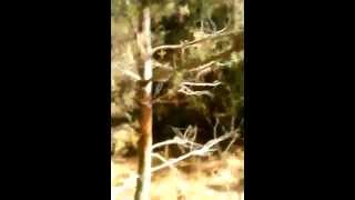 Merk Farms Hunting PB Farm; Grayson County, KY