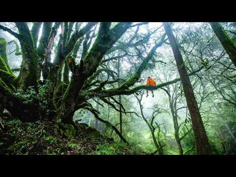 都会のジャングルでリラックス