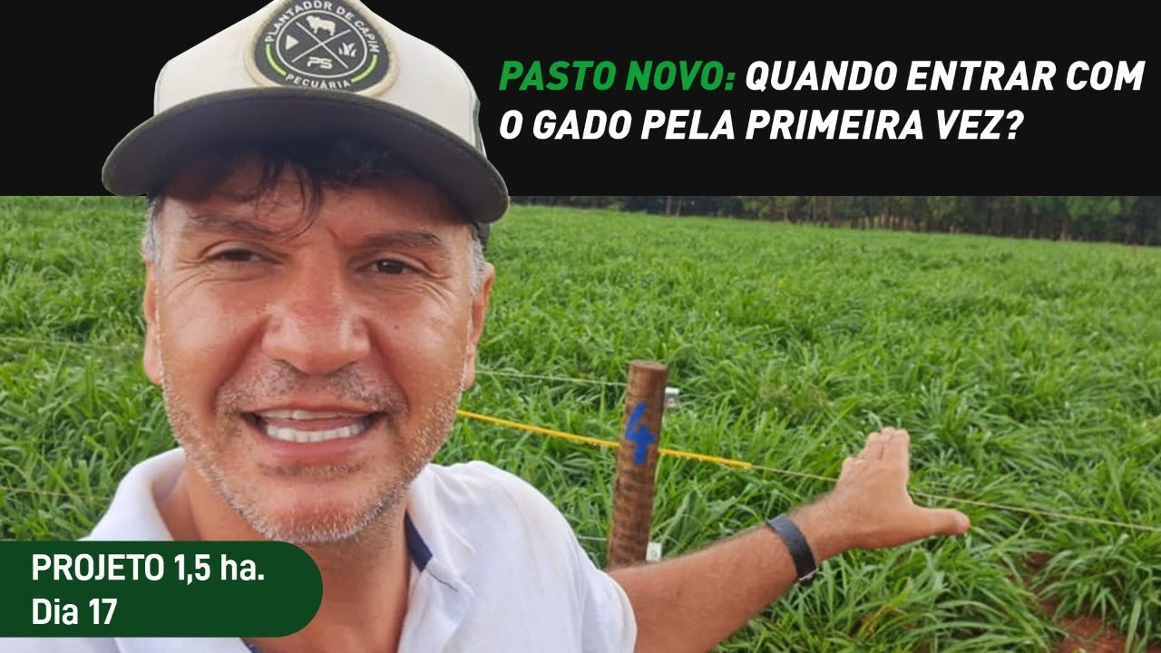 PASTO NOVO: QUANDO COLOCAR O GADO PELA PRIMEIRA VEZ?