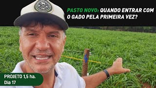 PASTO NOVO: QUANDO COLOCAR O GADO PELA PRIMEIRA VEZ?
