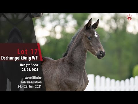 Westfälische Fohlen-Auktion Lot 17 Dschungelkönig WF Hengst v. Dancier Gold - Hohenstein/T.
