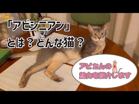 IUCN分類における絶滅の危険性を示す図。