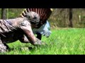 Incredible Turkey Hunt Turkey Reaping