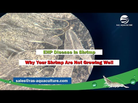 EHP Disease in Shrimp: Why Your Shrimp Are Not Growing Well