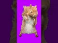 Dancing Squirrel