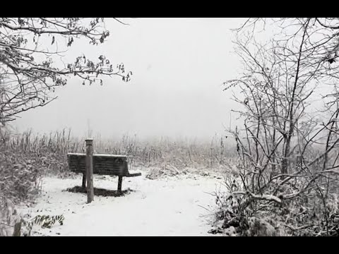 4K Winter Hike through Snowy Woods with Snow Crunch Sound