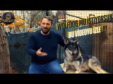 SAHİPLENMEDEN ÖNCE BİLMENİZ GEREKEN HER ŞEY!
