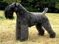 Kerry Blue Terrier - Kerry Blue Terrier part 1