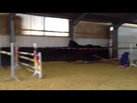 3-jährige Stute von Captain Fire x Pilot x Ramiro