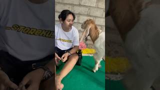 Download lagu Epep kendang di cium kambing😱😱 #epepkendang mp3