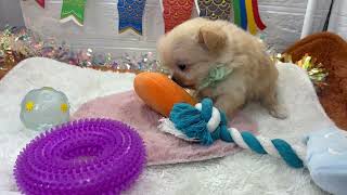 ハーフ犬の動画01