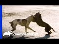 Stray Dog Fight Shocks Villalobos Team Member Pit Bulls Parolees