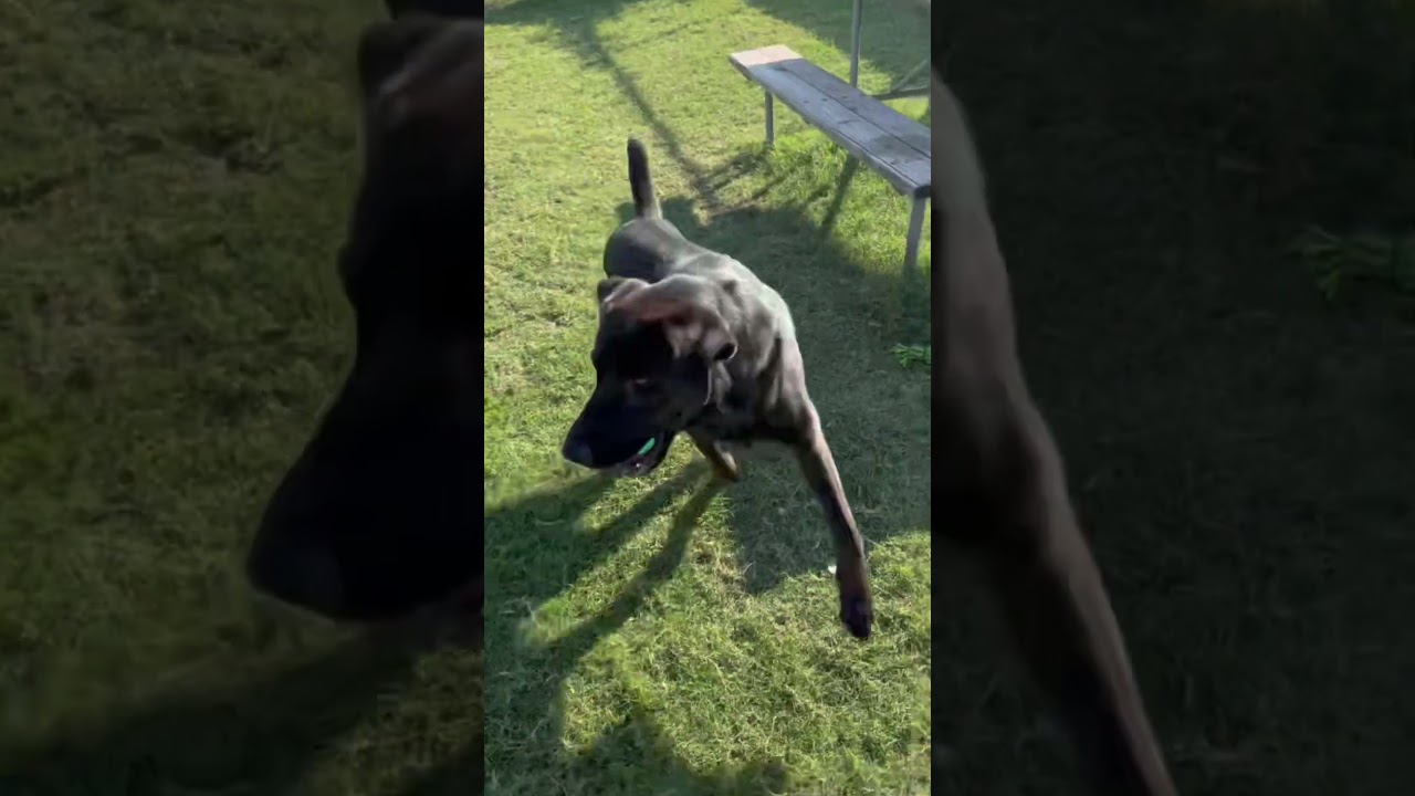 Enlarge Tourmaline, a Adoptable Black Labrador Retriever in Norman, OK video 6/6