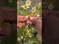 Annual Chrysanthemum L Time To Harvest Seeds