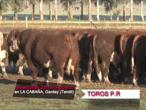 Lote de Toros P.R. de Cabaña Los Ceibos - Miércoles 26 de Agosto de 2015.