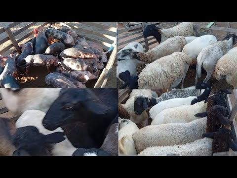 Feira de caprinos e Ovinos de jataúba PE 05/06/2026/ parte 2