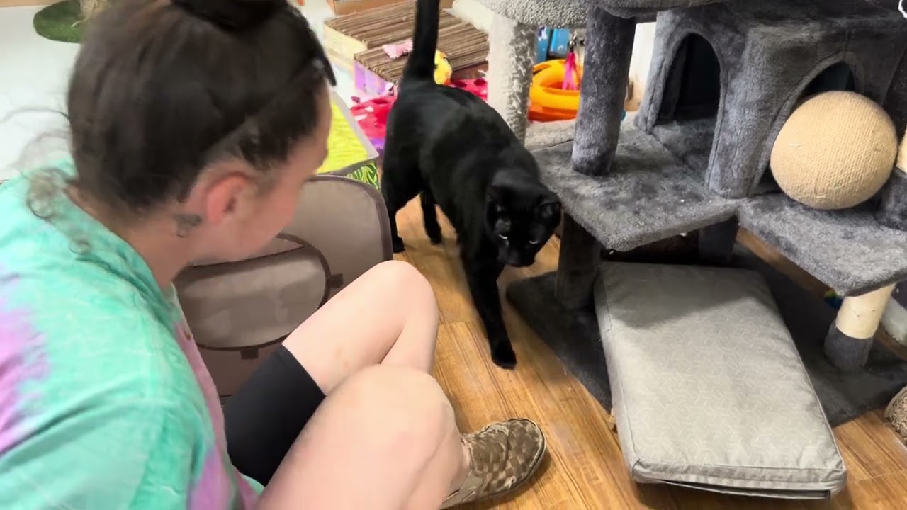 Enlarge Morty the Mort Mort, a Adoptable Domestic Short Hair in Grand Junction, CO video 2/2