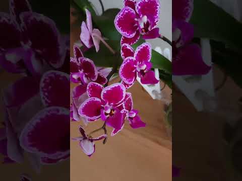 蘭の茎の切り方は？避けるべき最善のヒントと間違い  庭園