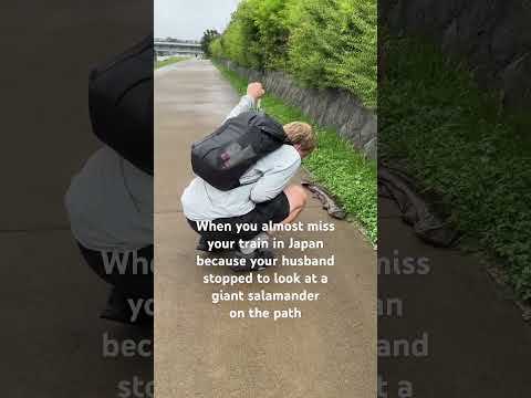 Has anyone else seen a giant salamander in the Kyoto? #salamander #japan #kyoto #travel