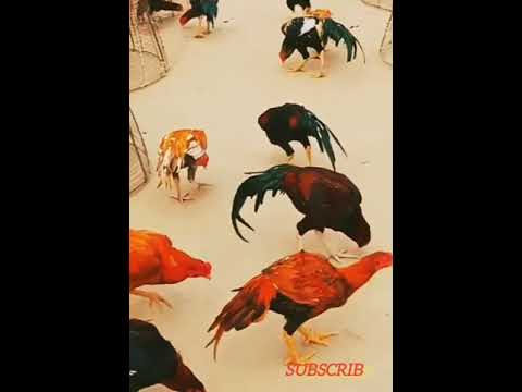 Colorful chickens#MHB #Chickens #Youtubeshort