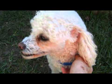 Latte, an adopted Poodle in Houston, TX_image-1