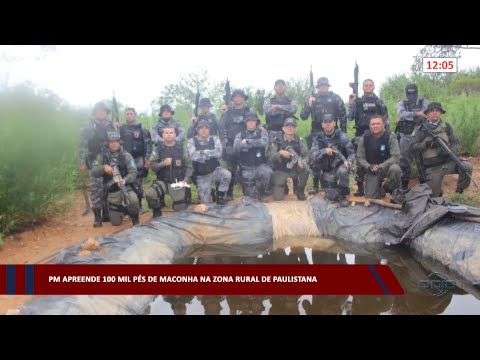 PM apreende 100 mil pés de maconha na zona rural de Paulistana 20 03 2023
