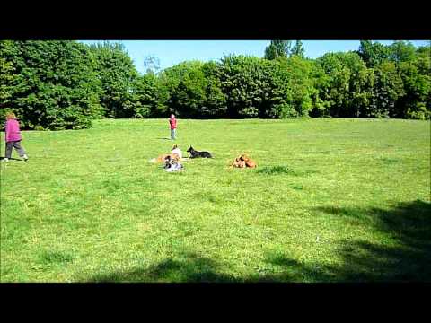 Hundeschule Dog Campus Ausschnitt aus den Gruppentraining