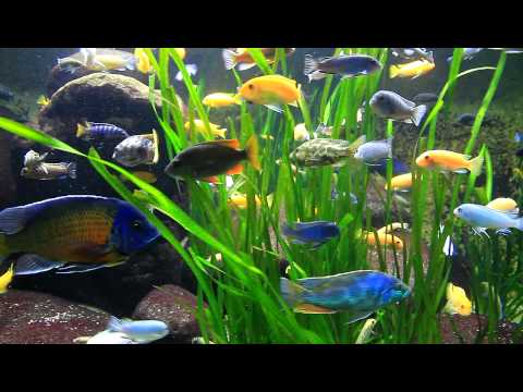 Wow: viele bunte Fische (verschiedene Barsche) in der Wilhelma / Colourful Percidae