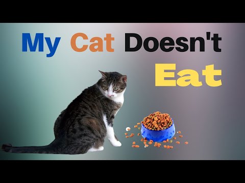 Cat Doesn't Eat??? (Important Reasons Why the Cats Not Eat Food)