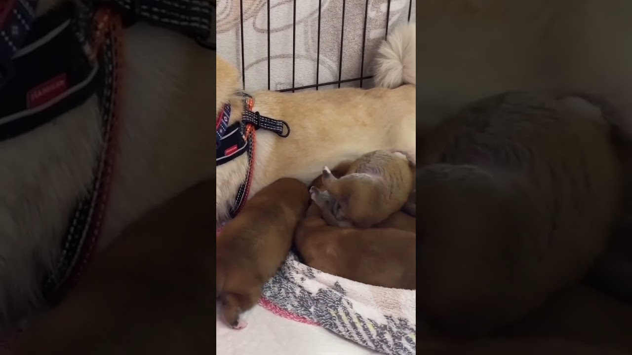 【豆柴犬】ママのオッパイに集まる可愛い赤ちゃんたち😍💕